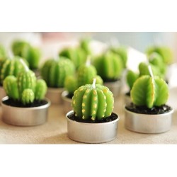 Juego de 6 Velas - Cactus Suculentas