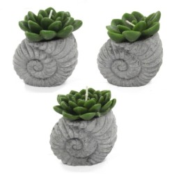 Velas de cactus - Pantalla Shell Pot (asst)