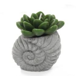 Velas de cactus - Pantalla Shell Pot (asst)